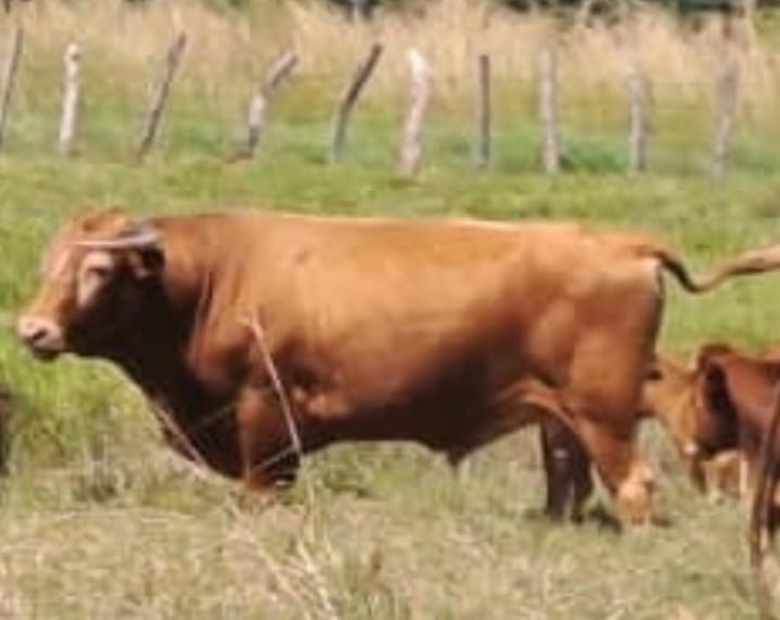 Villafranca, la ganadería que se afianza en Venezuela 