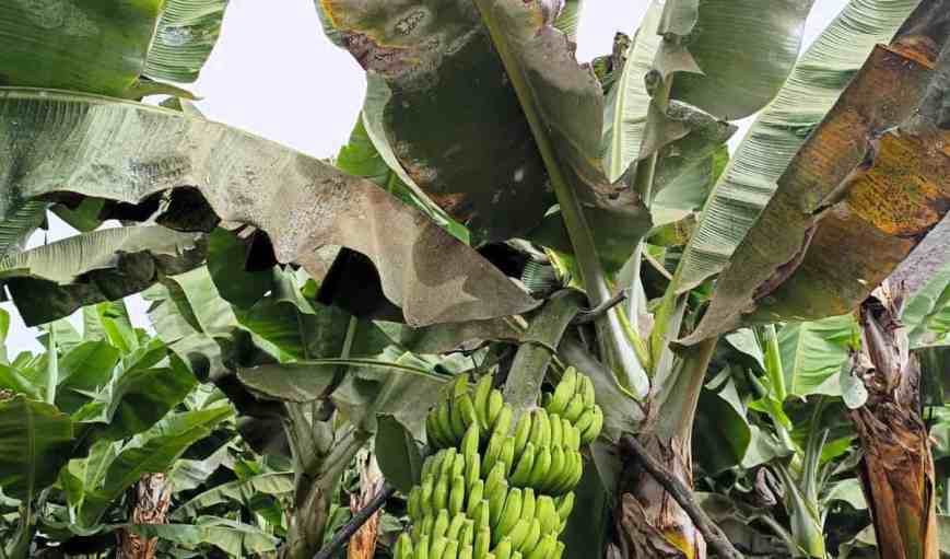 ATRATICAN alerta de graves pérdidas en el campo canario por el descontrol de plagas tras prohibirse insecticidas claves y exige a las autoridades soluciones urgentes