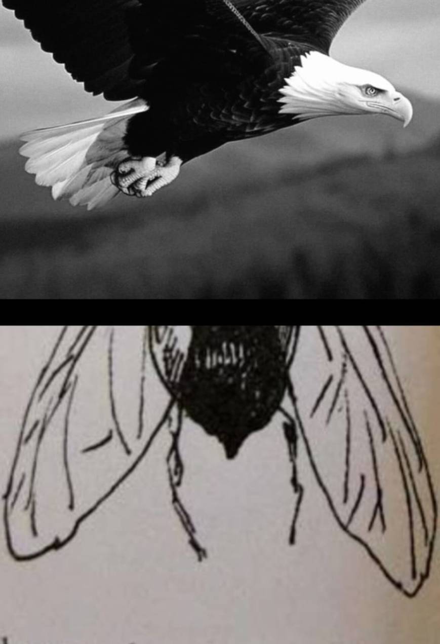 Águila No Caza Moscas