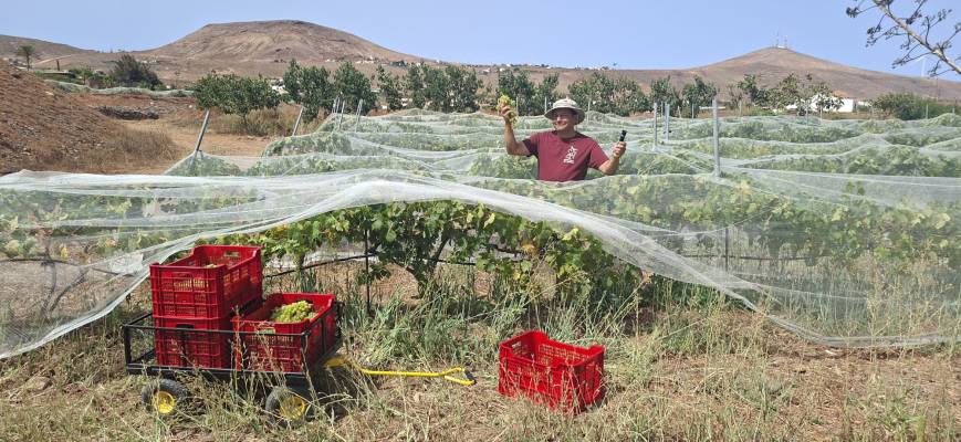 Arranca la vendimia en la DOP Islas Canarias – Canary Wine